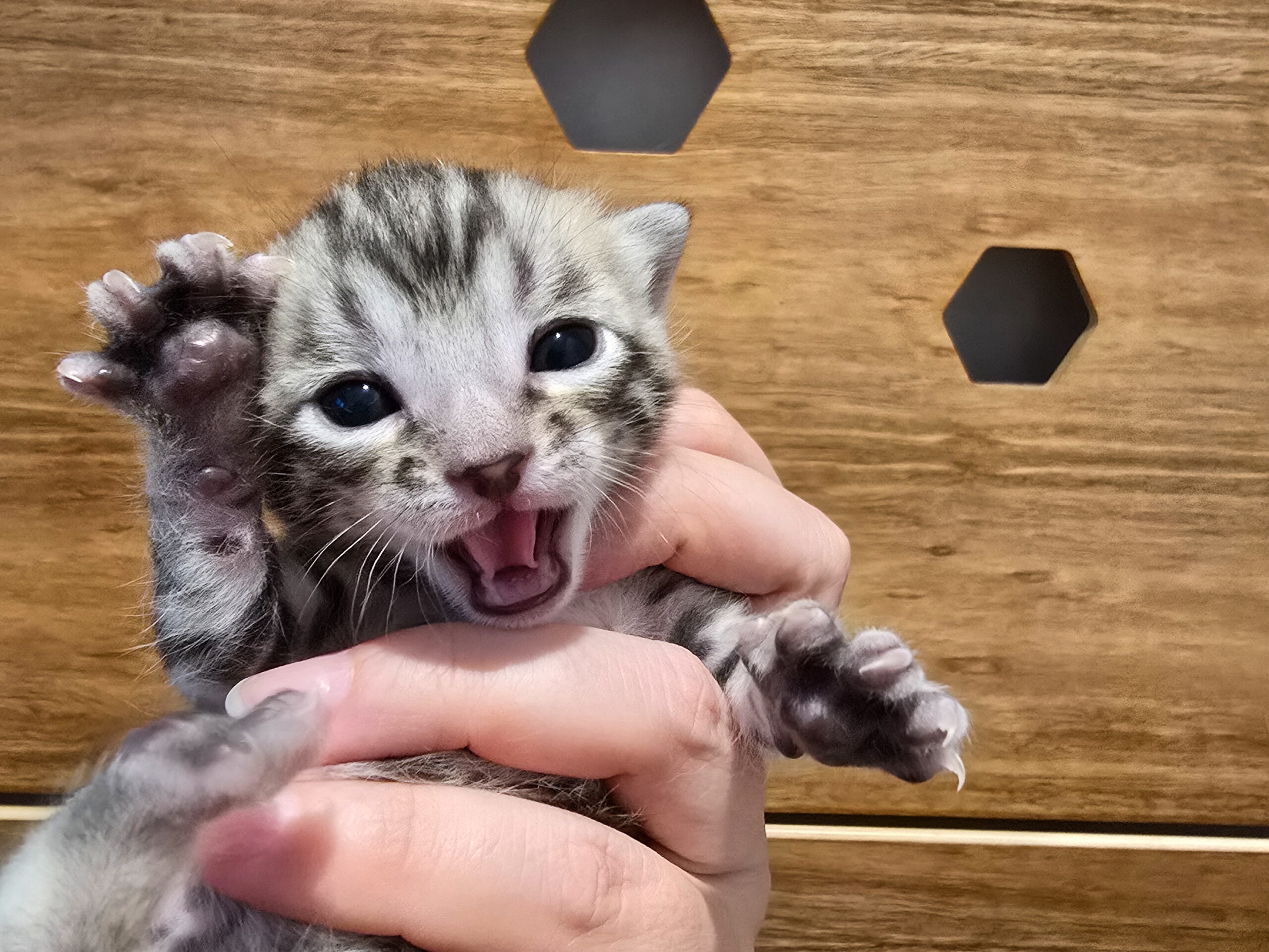 Zilver bengaal kitten Gemofice epidote van gemofice bengaal cattery doet high five