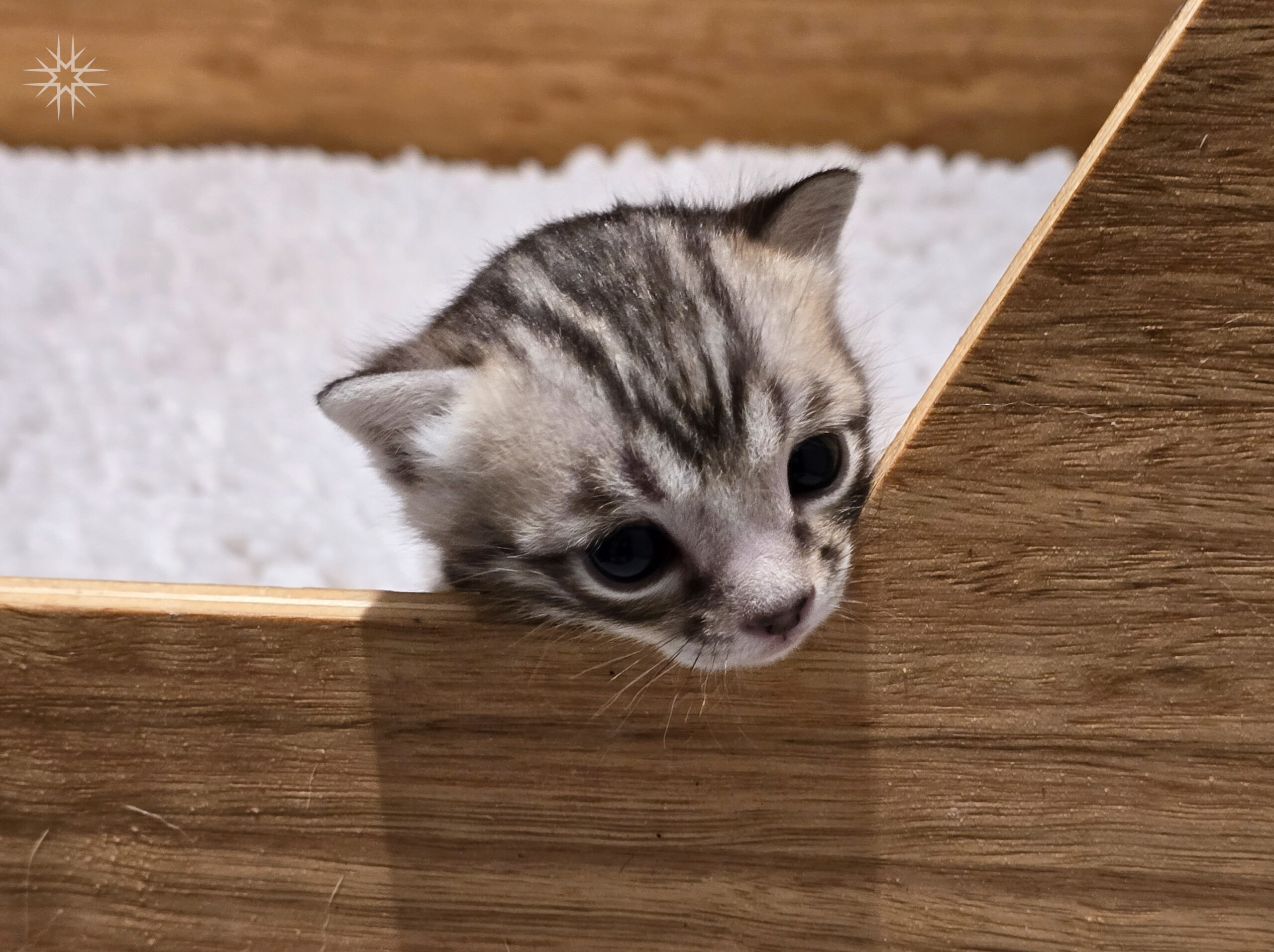 Gemofice Bengaal Cattery kitten Epidote vangt een glimps op van de buitenwereld