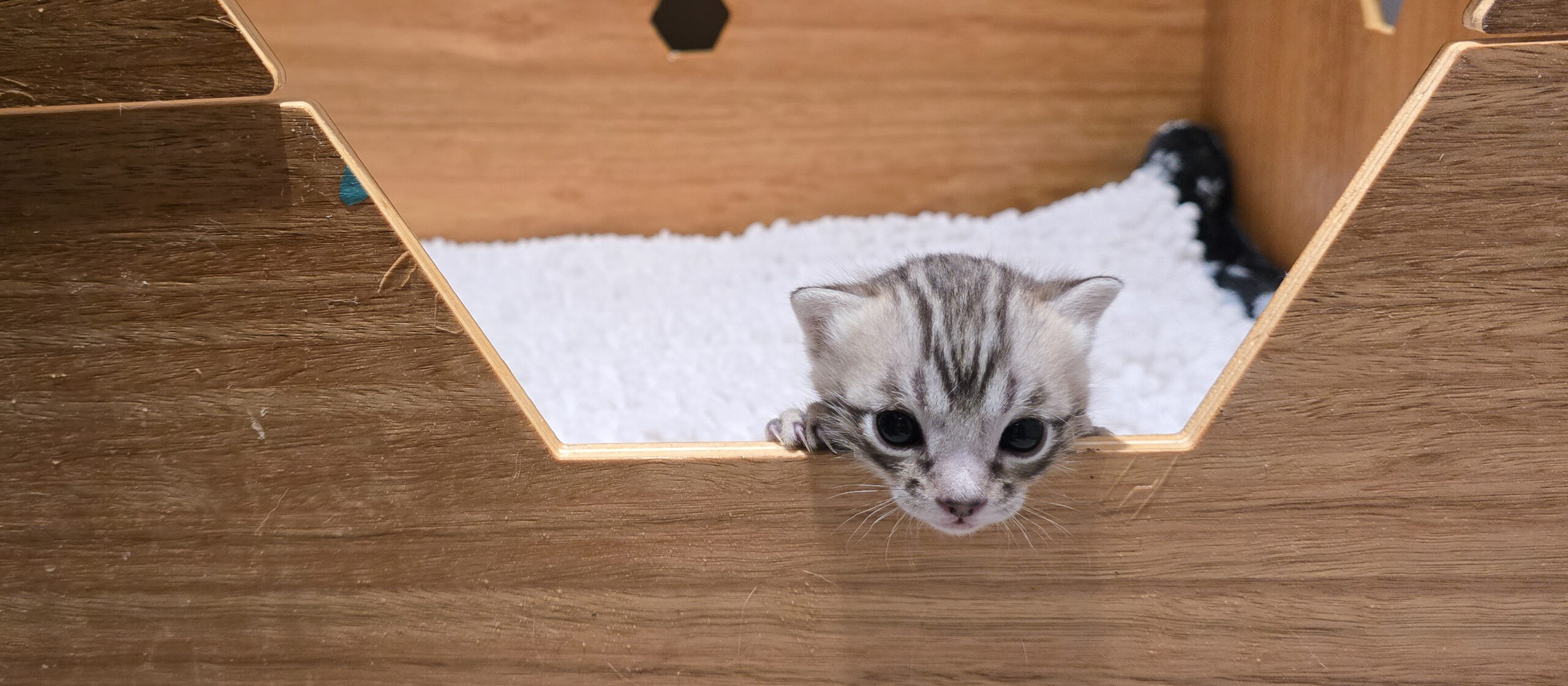 Zilver Gemofice Bengaal kitten komt voor het eerst kijken naar de buitenwereld