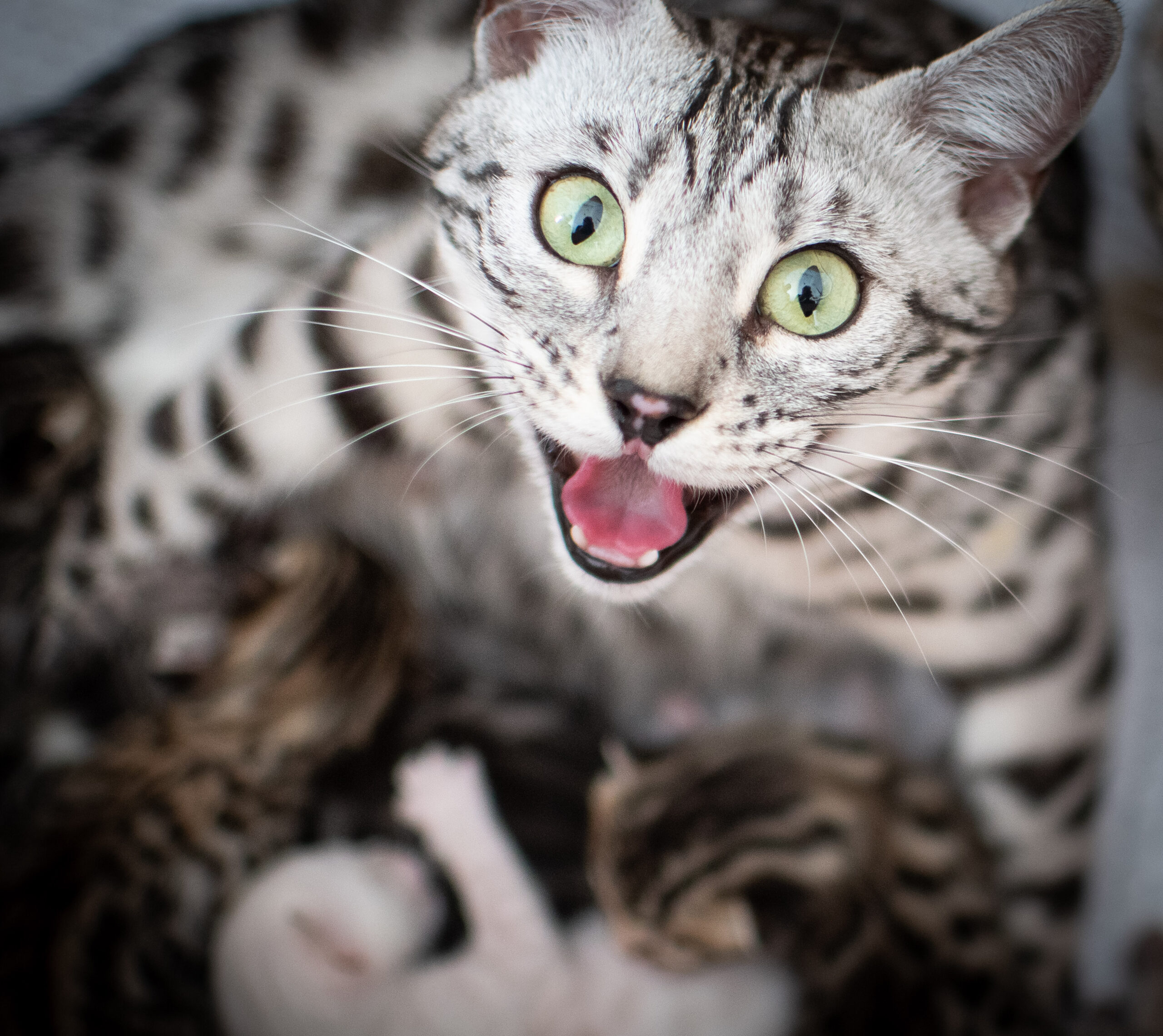 Wild oogende black silver spotted tabby poes Reni van Gem of Ice Bengaal Cattery is een supergoede moeder die haar kittens beschermt