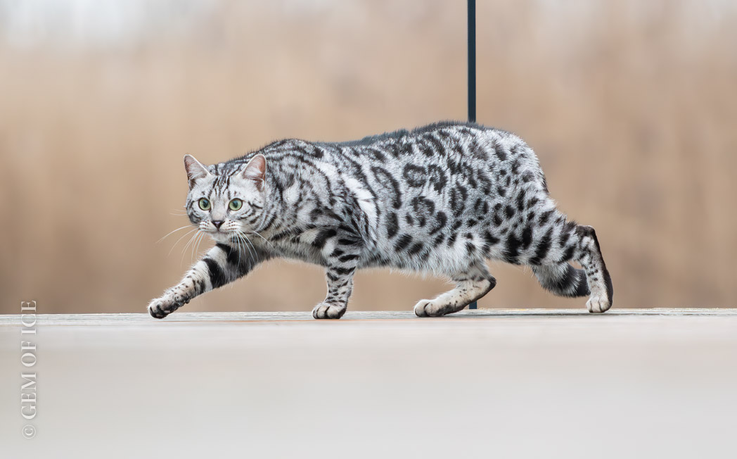 Mooie black silver spotted tabby poes Reni van Gem of Ice Bengaal Cattery strekt haar pootjes op het vlonderpad