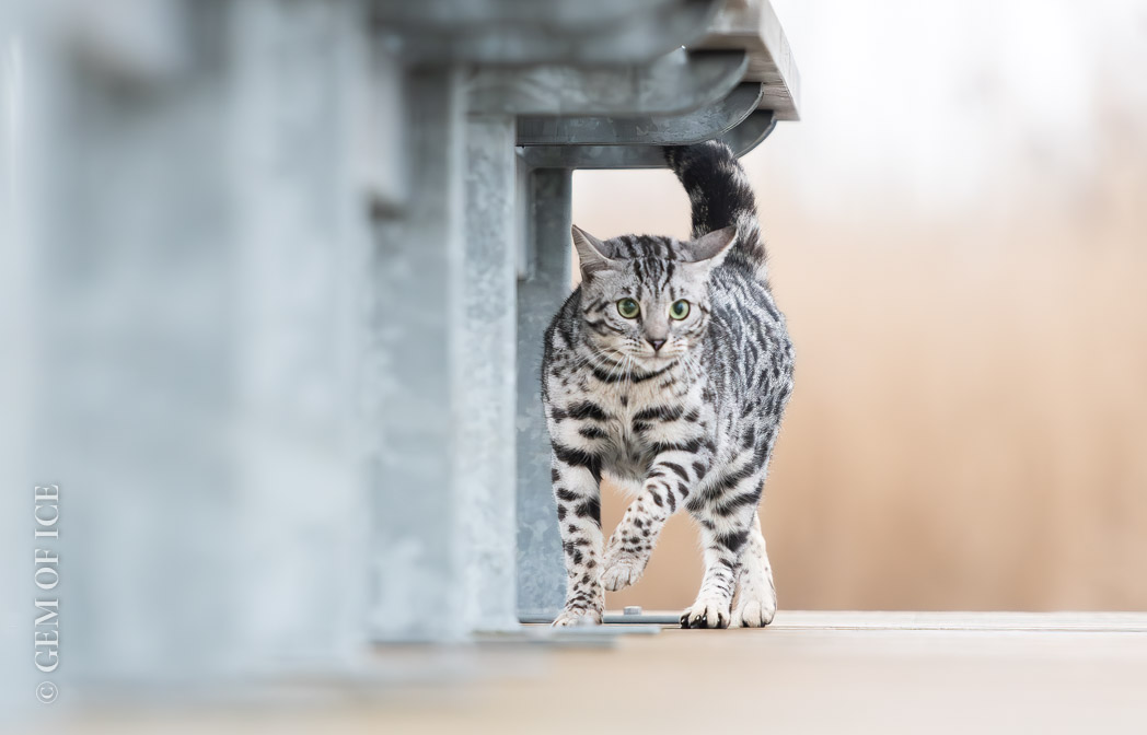 Prachtige black silver spotted tabby poes Reni van Gem of Ice Bengaal Cattery op ontdekking tijdens een wandeling
