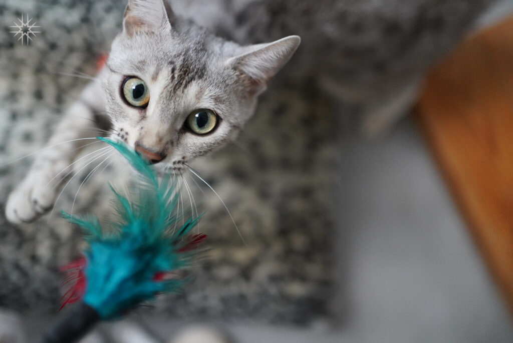 Speelse black silver spotted tabby poes River van Gem of Ice bengaal cattery met haar speelhengel