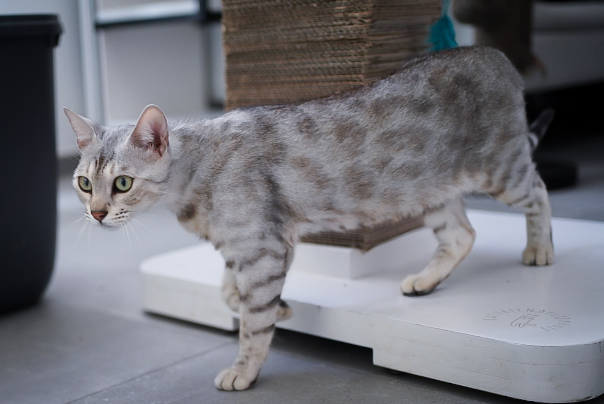 Mooie black silver spotted tabby poes River van Gem of Ice bengaal cattery hout haar kittens goed in het oog.