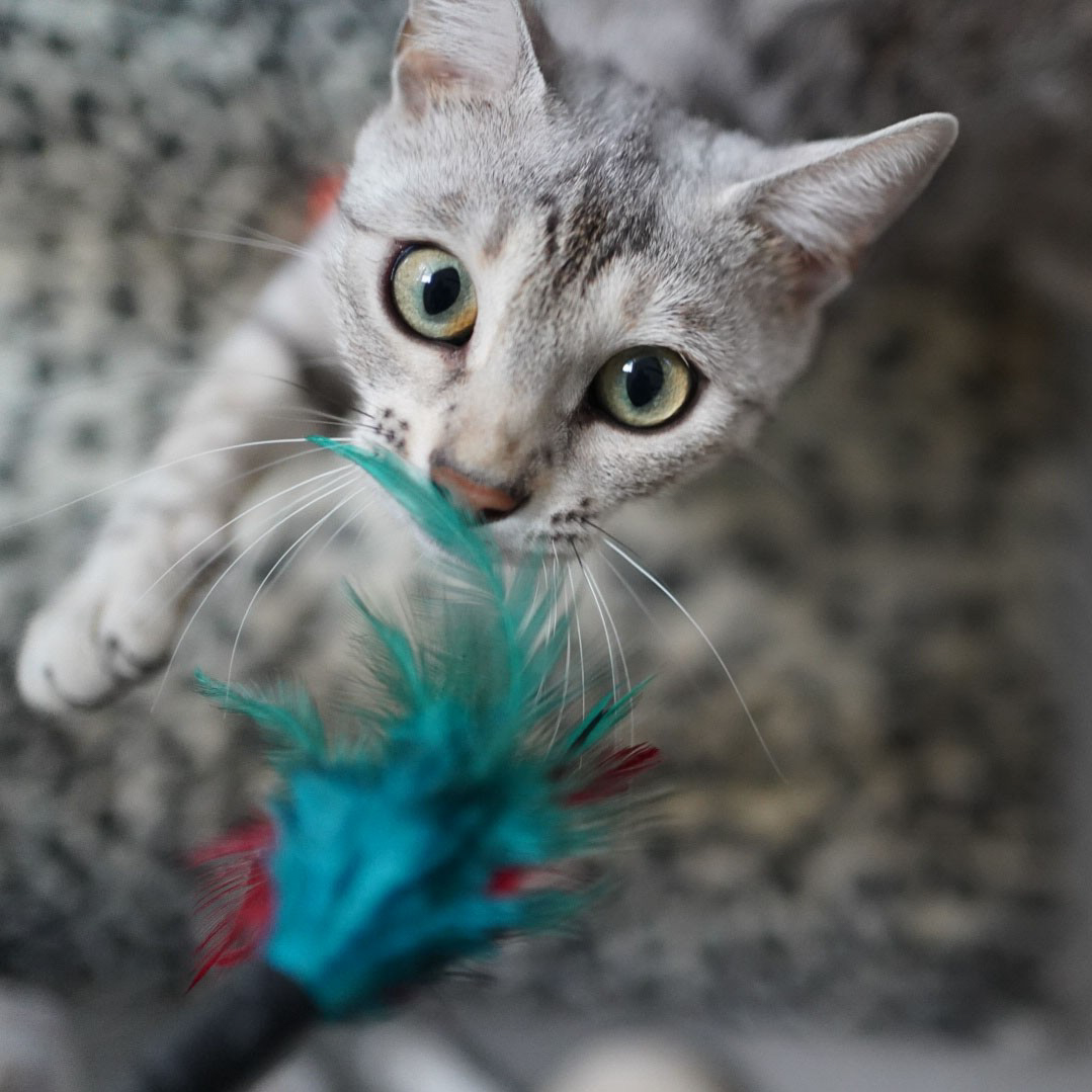 Leuke black silver spotted tabby poes River van Gem of Ice bengaal cattery speelt graag met een speelveertje