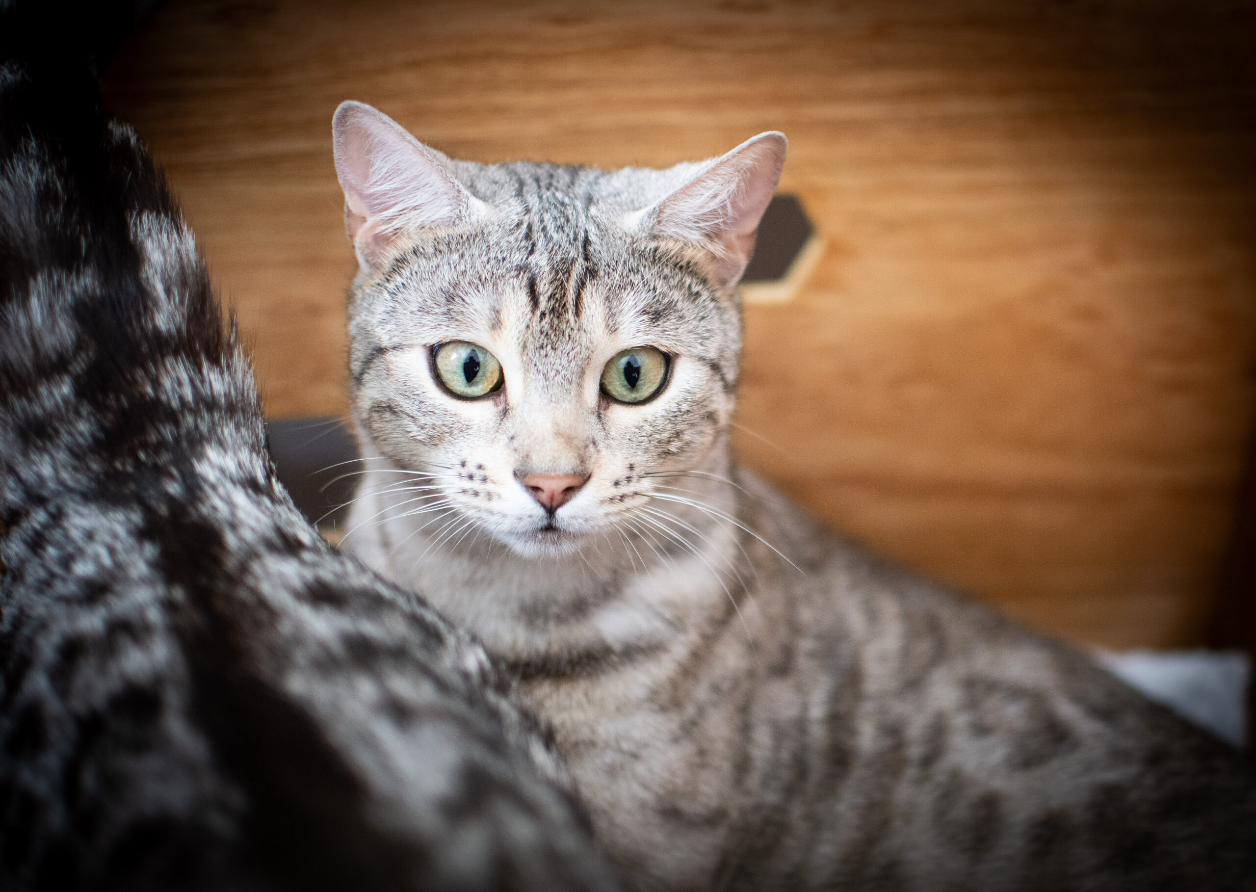Prachtige black silver spotted tabby poes River van Gem of Ice bengaal cattery in de kraambox