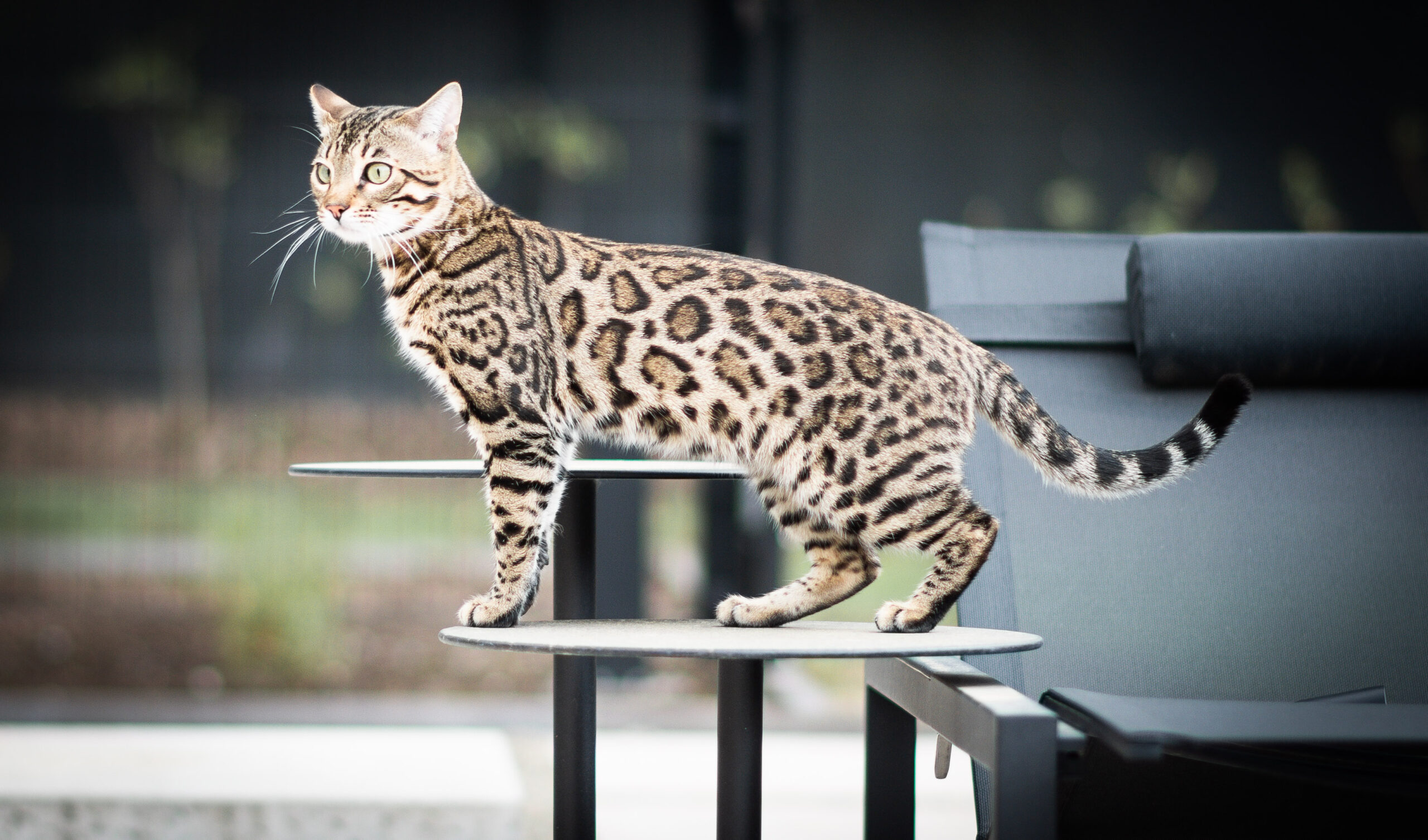 Prachtige black spotted tabby kater Duvelke van gem of Ice cattery op de uitkijk op het tuintafeltje