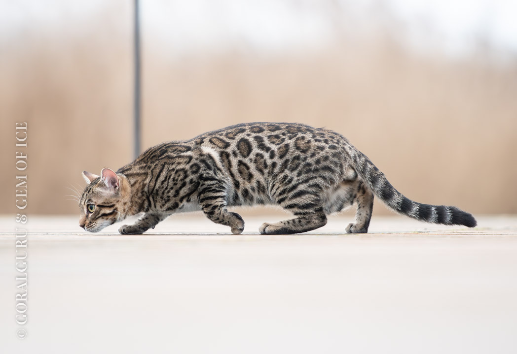 Wilde black spotted tabby kater Duvelke van gem of Ice bengaal cattery besluipt een prooi