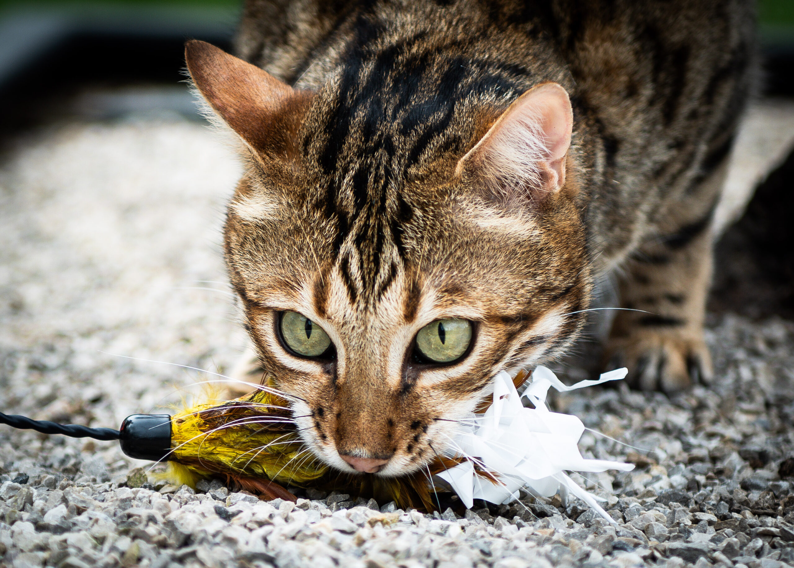 Prachtige black spotted tabby bengaalse kater van gem of ice cattery heeft een prooi gevangen