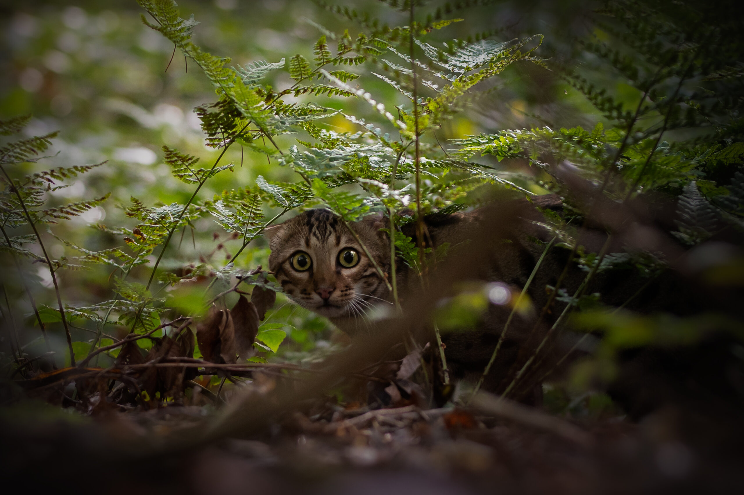 Wilde black spotted tabby bengaal kater van gem of ice cattery patch verscholen in het bos