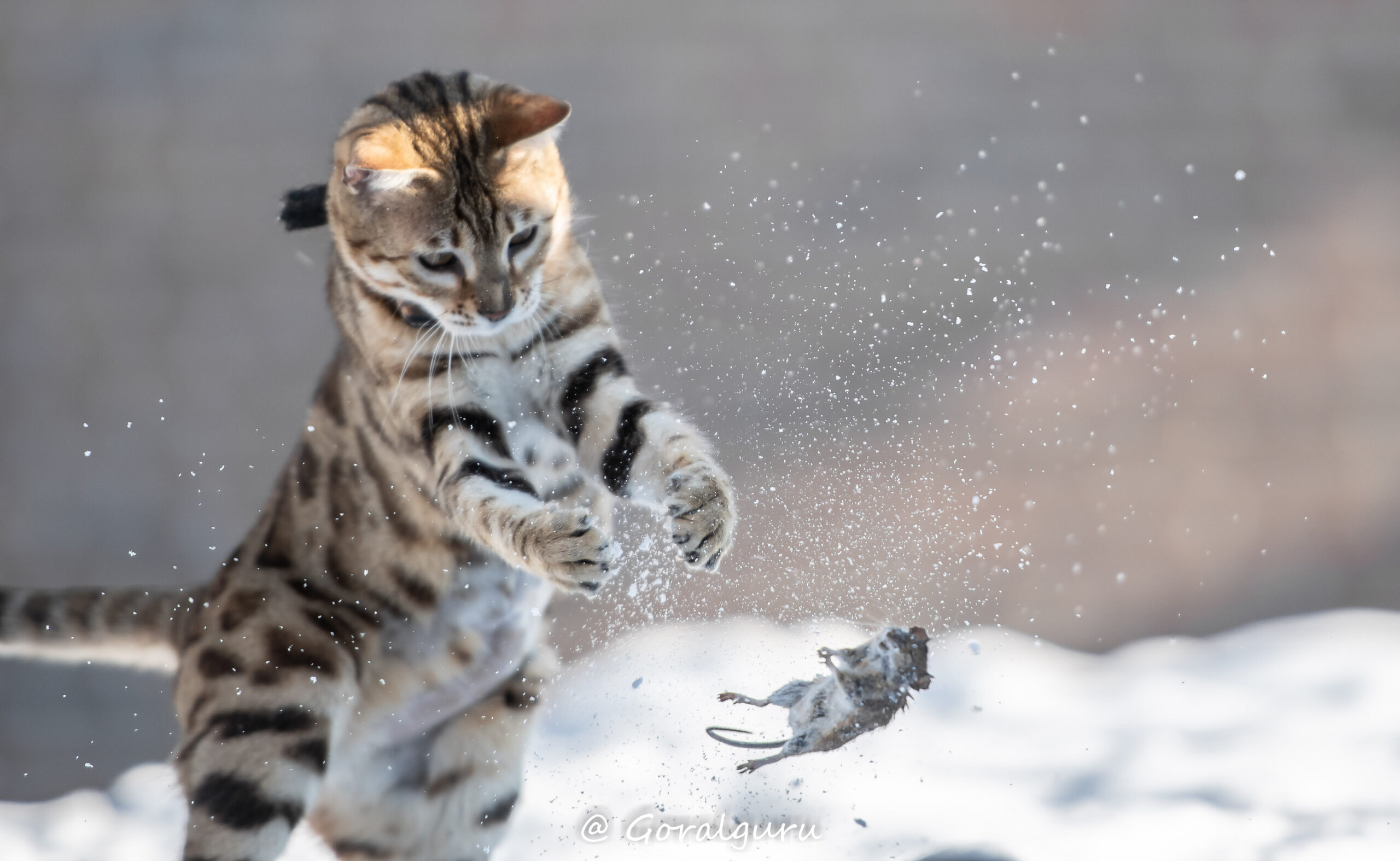 Prachtige black spotted tabby poes van Gem of Ice bengaal Cattery vangt een muis