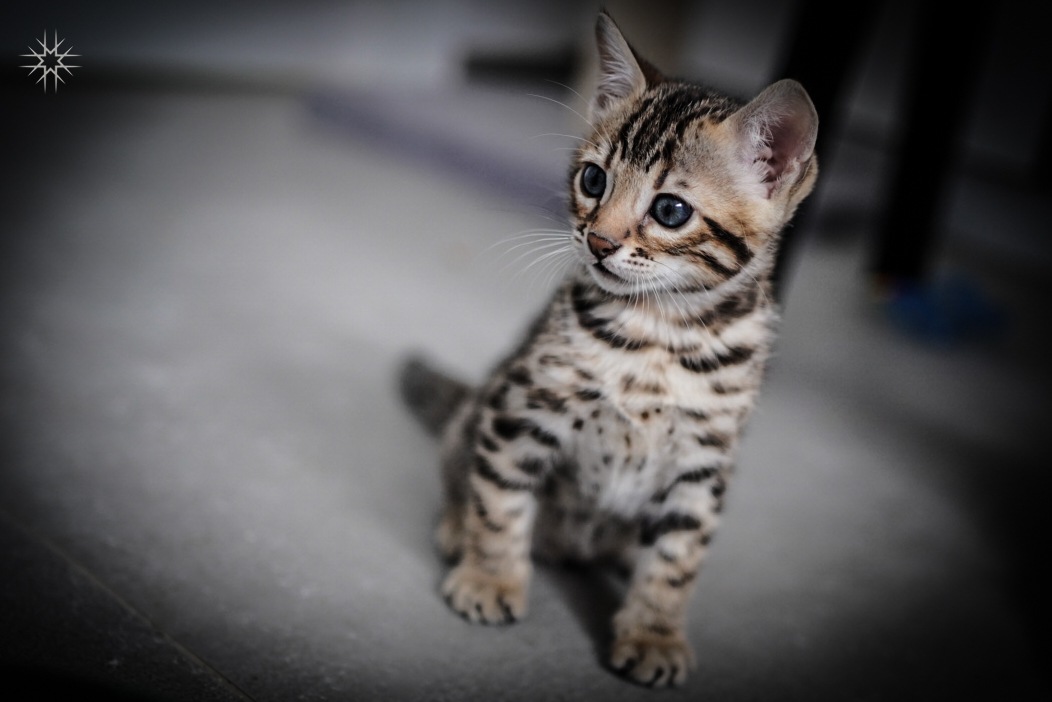 Prachtige kittens van Gem of Ice Bengal cattery