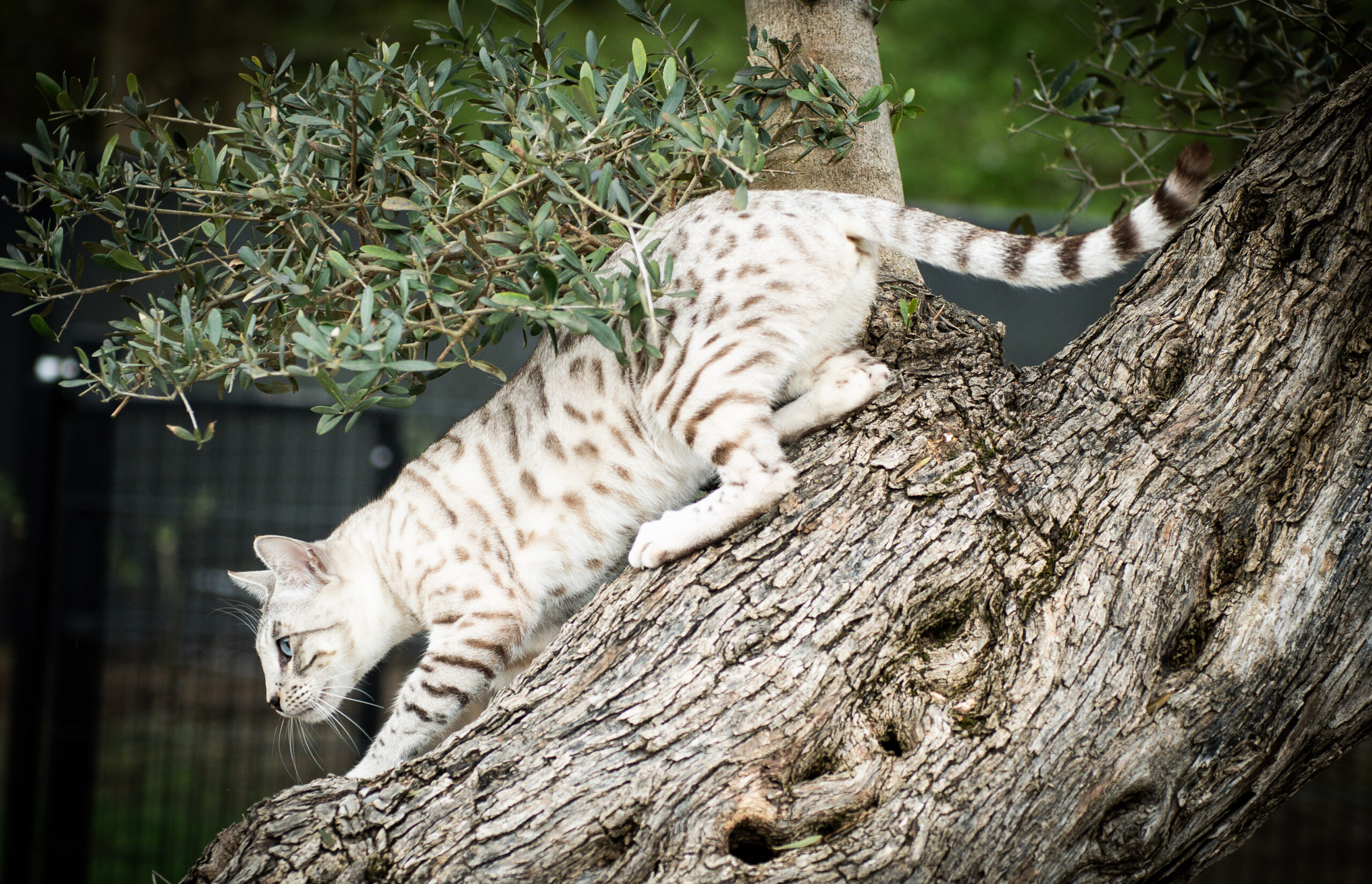 Prachtige seal silver lynx point poes Ooyu van Gem of Ice Bengaal cattery observeert geboeid haar prooi