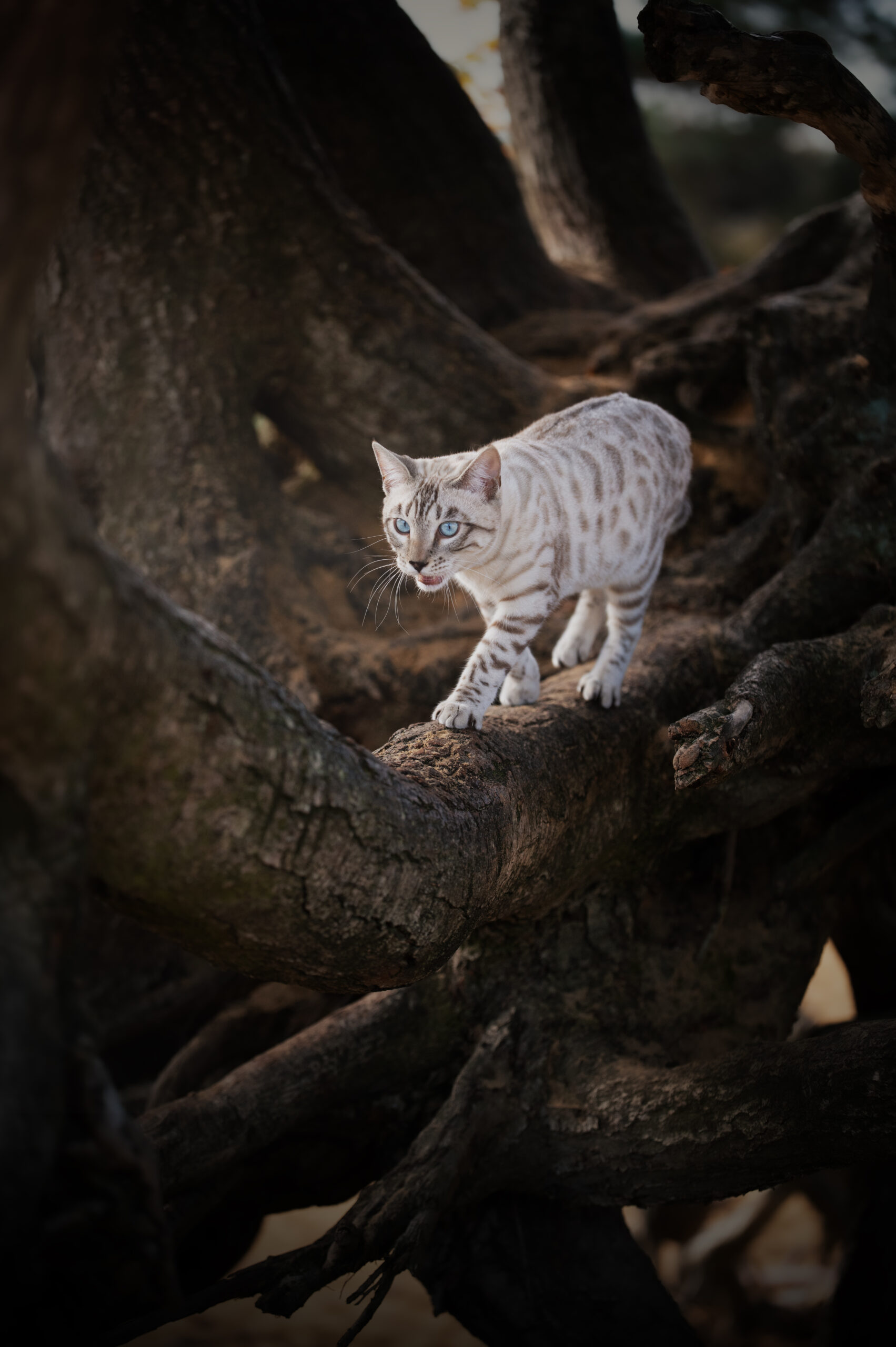 Prachtige seal silver lynx point poes Ooyu van Gem of Ice Bengaal cattery ziet eruit als een kleine wilde zilveren panter