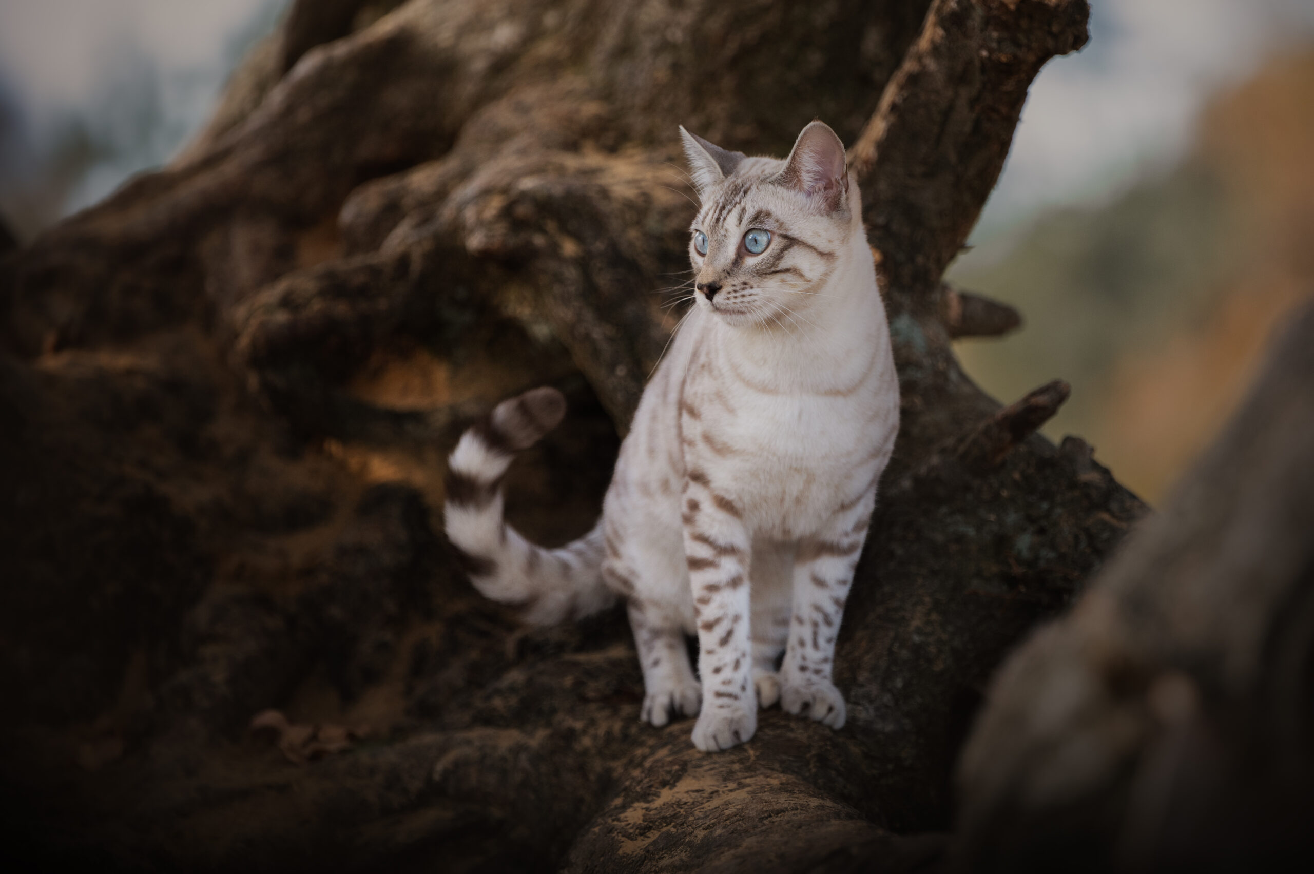 Prachtige seal silver lynx point poes Ooyu van Gem of Ice Bengaal cattery is een waar fotomodel op de oudsberg