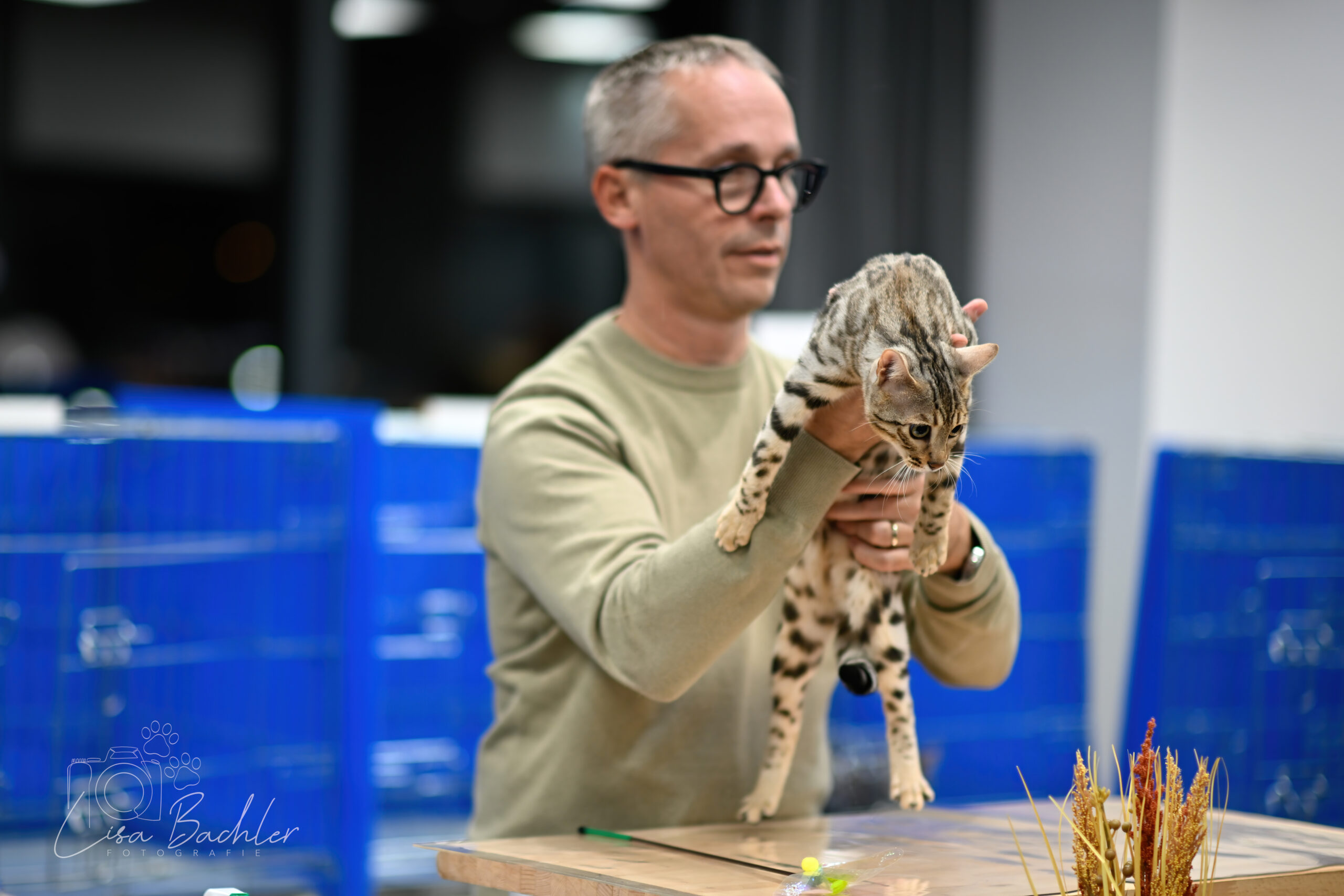 Mooi black Silver Spotted poesje Celi van Gem of Ice Cattery wordt gejureerd tijdens haar eerste show