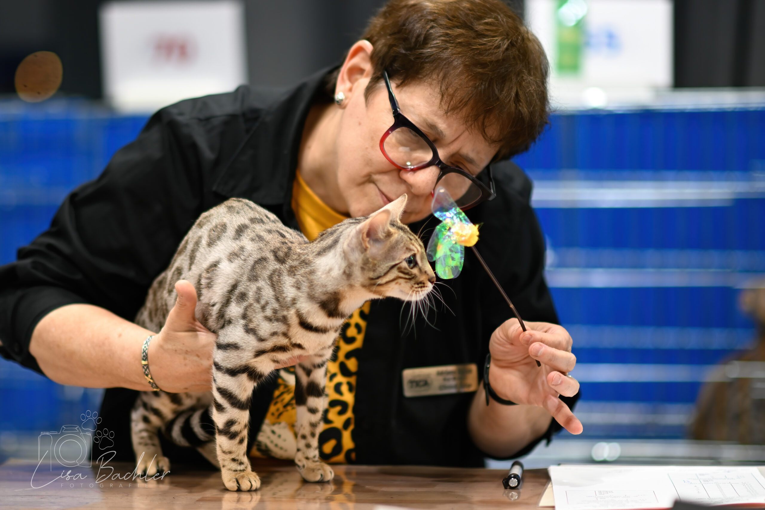 Mooi black Silver Spotted poesje Celi van Gem of Ice Cattery wordt gejureerd tijdens haar eerste show in Parnforf speelt met de jury